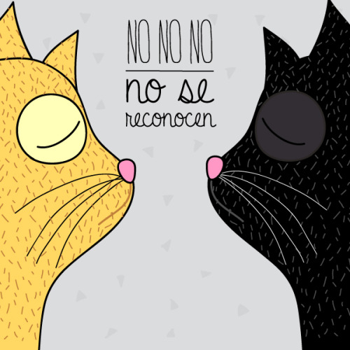 imagineriadiaz:  los gatitos hermanos no se reconocen 