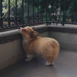 rpuppies:  Whiskey has the fluffiest little butt  