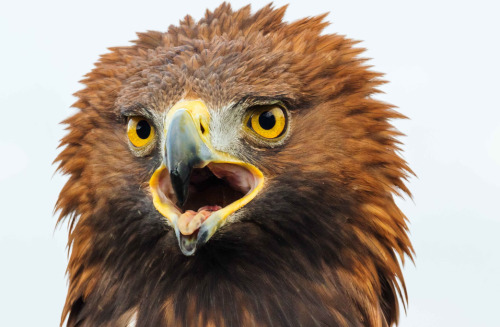 Shouty golden eagle by Ian Duffield Golden Eagle (Aquila chrysaetos)