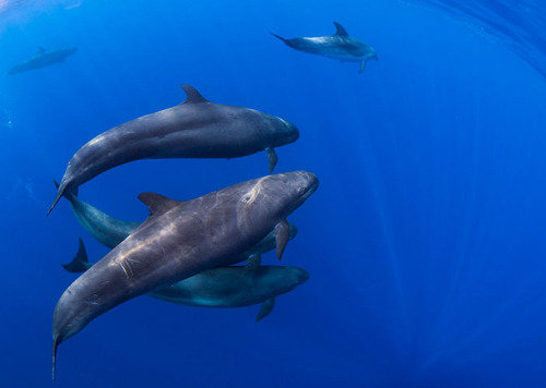 ecocides:  A pod of rare false killer whales (Pseudorca crassidens) swims off the coast of