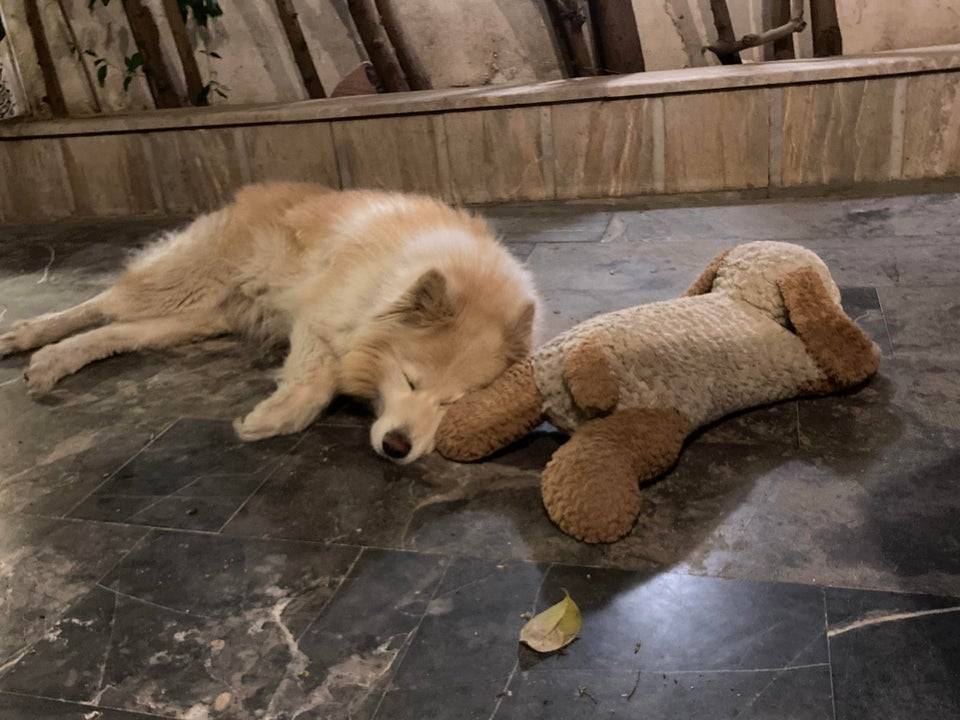 Alex, sleepy biscuit Samoyed