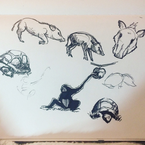 Did a bunch of sketches at the Oakland Zoo. I haven&rsquo;t been there since I was a wee child a