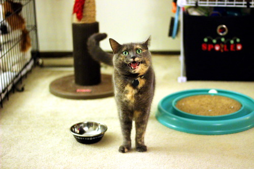 sozettagay:  refurbthecat:  refurbthecat:  refurbthecat:  If anyone says the words “Food,” “Dinner,” or “Hungry” at any time and in any context, Refurb makes this face and screams by her dish for ten minutes.  WHO SAID FOOD  I WANT FOOD WHAT