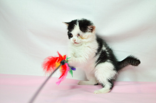 charliedzilla: NIKA NEEDS HELP I work for an animal shelter which helps disabled animals and we have
