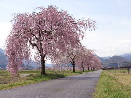 isao-takeda:2017年4月15日　円山川河川敷・朝来市防災センター　兵庫県朝来市和田山町