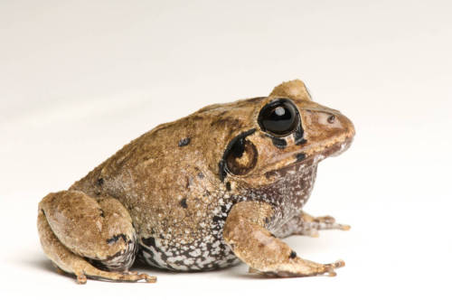 toadschooled:Quite nice, aren’t they? This frog is the big-headed rain frog [Craugastor megacephalus