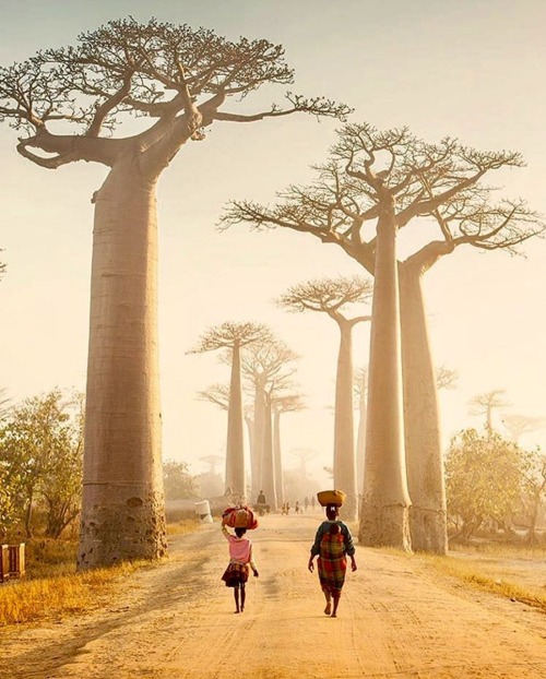 Avenue of the Baobabs  Justin Foulkes