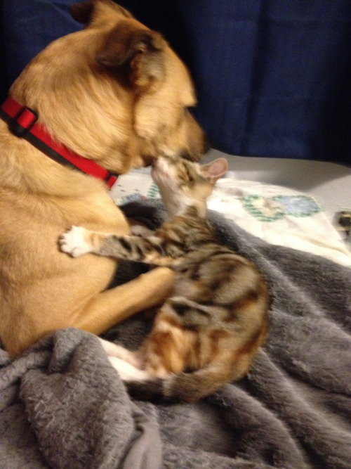 thatgirlwithalltheanimals: Kalani and Thor are ridiculously cute snuggle buddies. 