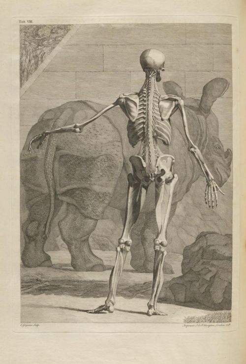 nemfrog: Plate VIII. Skeleton visits the rhino exhibit at the zoo. Tabulae sceleti et musculoru