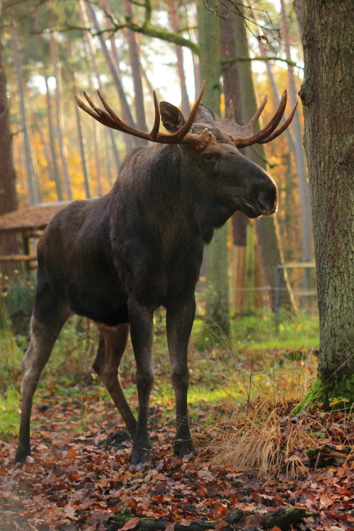 radivs:Moose 1 by landkeks-stock