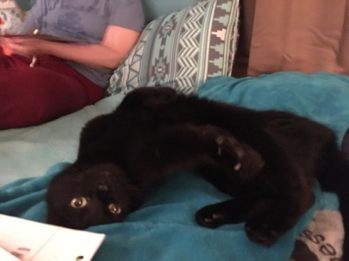 Here is our very smol, very silly black cat named Felix. We called him that because it means “lucky”