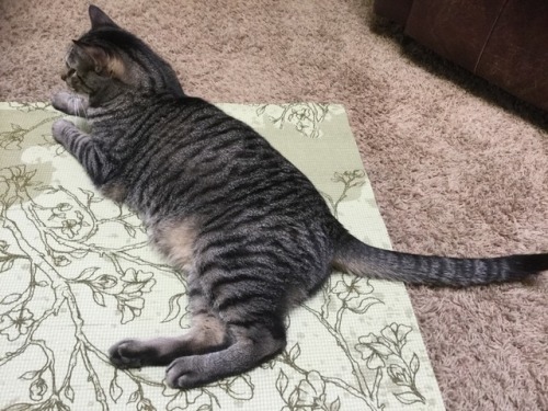 How Am I Supposed To Get All Zen When You Nerds Are Sitting On My Yoga Mat?