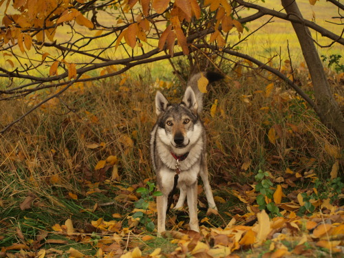 XXX the-little-wolfdog:  Hello, autumn  photo