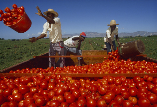 ritsual:        Steve Winter, Artibonite Valley, Haiti.  Tomato harvesting on a USAid