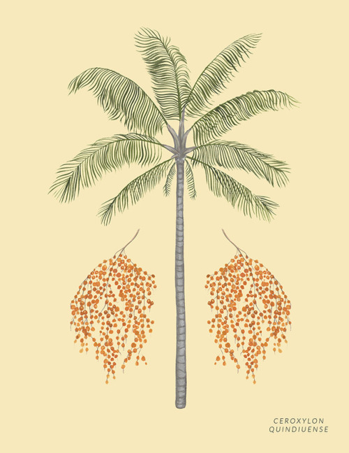 Ceroxylon quindiuense (Wax Palm)by Kelly Louise Judd2018