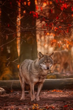 lmmortalgod:  WOLF IN THE WOODS by Knut Haberkant