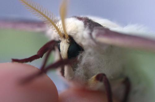 kittendrumstick: A few more, including some close-ups! And more photos of that pretty male moth.