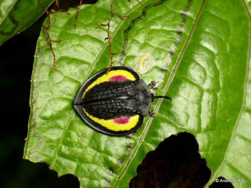 onenicebugperday: Tortoise Beetle, Stolas placida by Andreas Kay