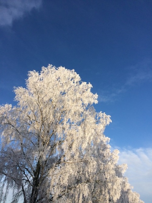 chained-to-the-mirror:Winter wonderland ❄️