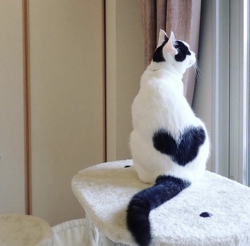 friendly-animals:  (Source)