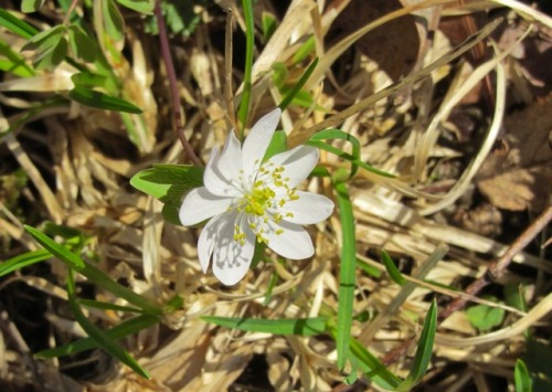 Another rue anemone. I could post 15 of them and they could all look like different species, they ar