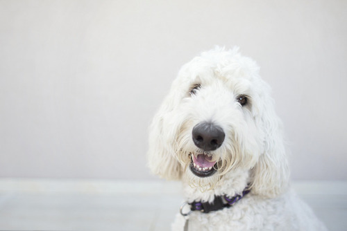 souldogstudios: Maggie &amp; Gracie // Soul Dog Studios The stars of this mini-session are two s