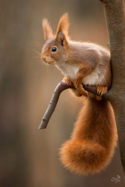 beautiful-wildlife:  Little Squirrel by Marc Tornambé 