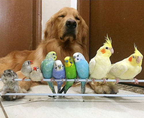 darkness-and-frost:  elliosis:  tastefullyoffensive:  Bob the golden retriever is best friends with eight birds and a hamster.(photos via @bob_goldenretriever/imgur)  darkness-and-frost :O :O :O :O  😱😱😱😱😱😱😱  this is so cute omfg.