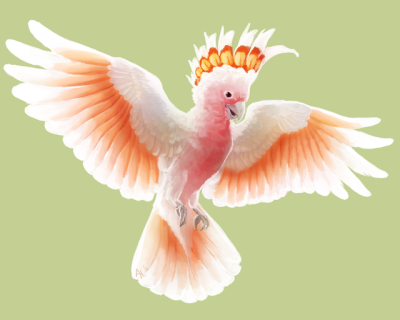 webkinz pink cockatoo