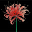 flos-wer