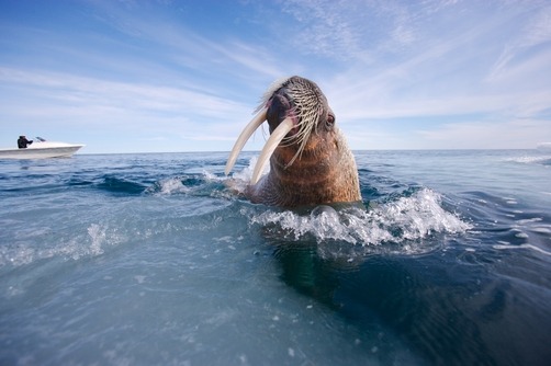 100leaguesundertheseaa:  Photographer: Paul Nicklen 