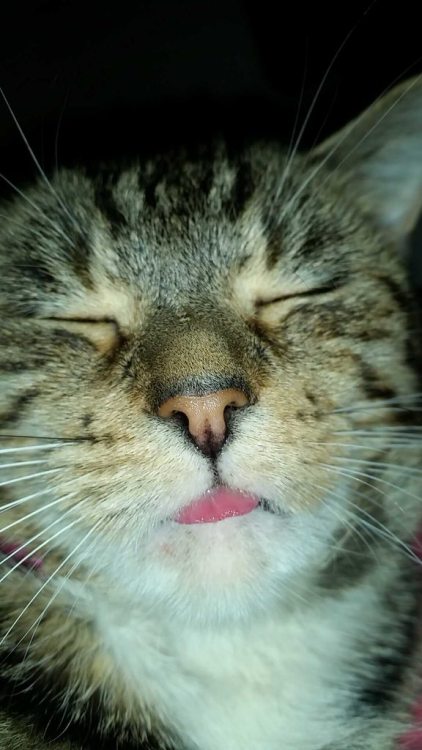 dailyblep: Close up Tobianna blepdailyblep.tumblr.com source: imgur.com/r/blep/bNe9pMd