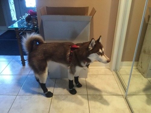 hostsamurai: titleforablog:  My brother bought him boots and I’m dyING LOOK AT HIM  I can’t stop laughing holy shit 