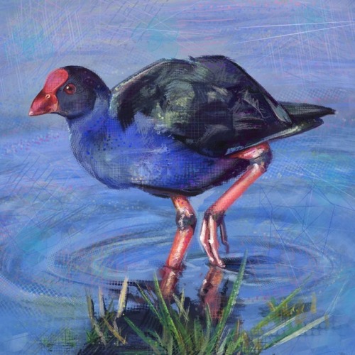 More #NewZealand #Birds!!! Meet the #Pukeko!!! #aotearoa #NZbirds #womanArt #birdArt #NatureArt #ne