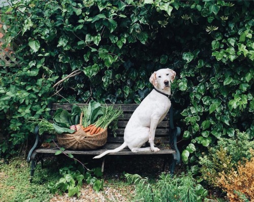 oldfarmhouse:Marte Marie Forsberg Food