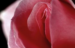 lust-not-caution: A Rose By Any Other Name