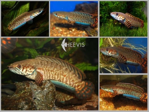 New beautiful Channa bleheri or Rainbow Snakeheads expected in the #Heevis shop. The Channa Bleheri 