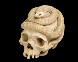 ancient-serpent:Memento mori ivory skull, early to mid 19th century, Ivory, carnelian, Collection of the Art Gallery of Greater Victoria