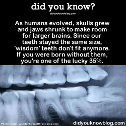 did-you-kno:  As humans evolved, skulls grew and jaws shrunk to make room for larger brains. Since our teeth stayed the same size, ‘wisdom’ teeth don’t fit anymore. If you were born without them, you’re one of the lucky 35%.  Source