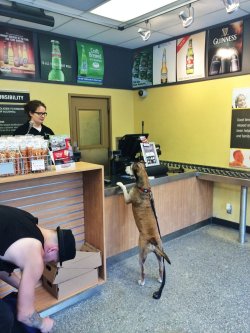 cute-overload:  Dog is Paying for Goodshttp://cute-overload.tumblr.com