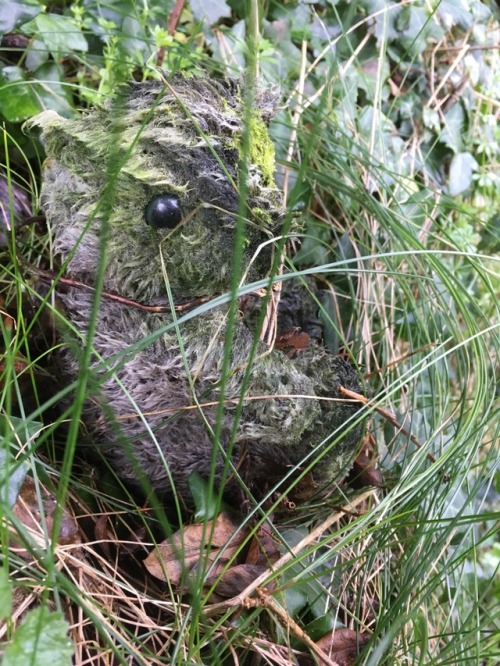 sleepi-rotten-hallow:we found a moss covered teddy bear