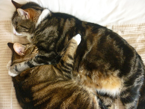 I love how much my cats love each other