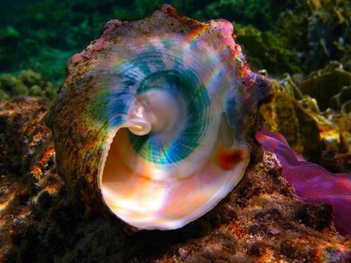 sea shell