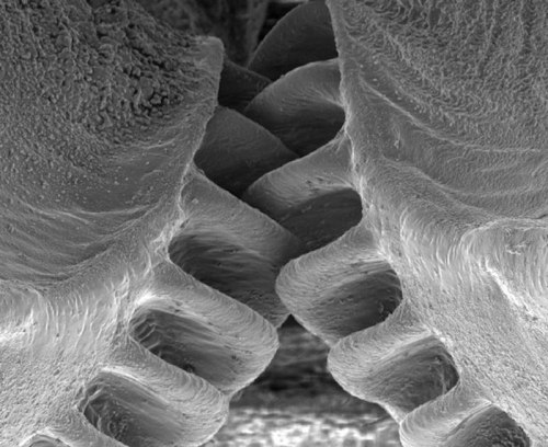 wilwheaton:bobbycaputo:Close-Up of the First Mechanical Gear Ever Found in NatureThe biological form