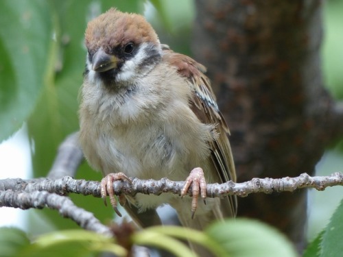 スズメ　Eurasian tree sparrowTown Sparrow ～ 街のすずめ　ArchiveTown Birds ～ 街の鳥  Archive