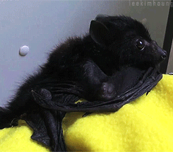 yutakaoka:Fruit bat babies (flying foxes) are very close to human babies. Also, grown-up bats are cl