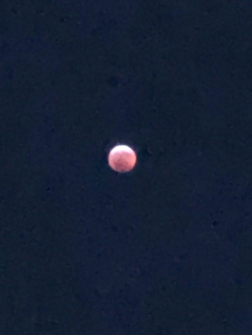 The Second Picture I Stuck My Head Out Of My Upstairs Window For. The Lunar Eclipse Is Beautiful And
