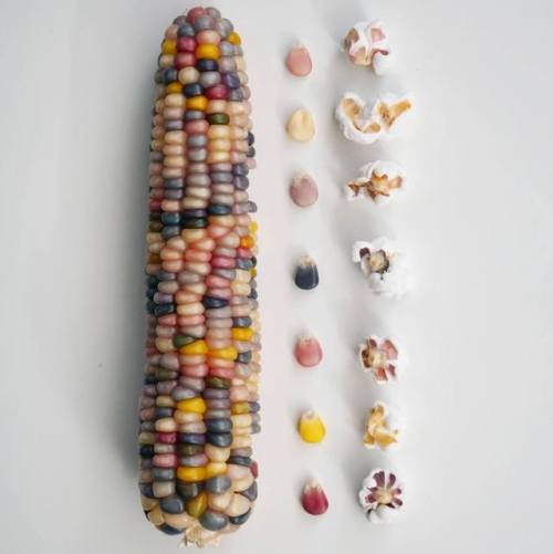 andantegrazioso - Rainbow popcorn | sam_and_wild_violet_