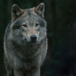 llbwwb:  (via Wolf by Carlo Ricupero / 500px)