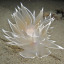 parthenogenesiis